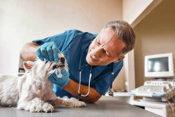 Best Cosmetic Emergency Dentistry in Graham, WA